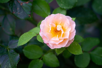 Yellow rose flower on a rosebush on a summer day. The floral décor or background for your project.