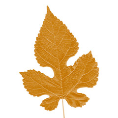 leaf falling from tree drawing