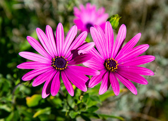 Obraz premium Printemps dans le Mercantour