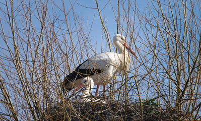 Storks building their nest in late winter, Rapperswil-Jona, sankt gallen, Switzerland