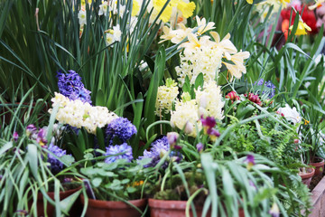 spring flowers in pots in the store