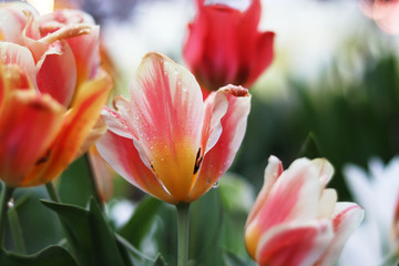 red flowers tulips close up