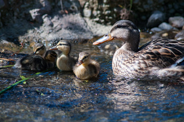 Mother with baby ducks in a pond