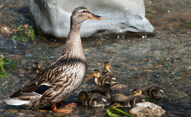 Mother with baby ducks in a pond