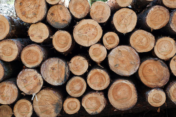 Fototapeta premium Piles of cut logs in the forest