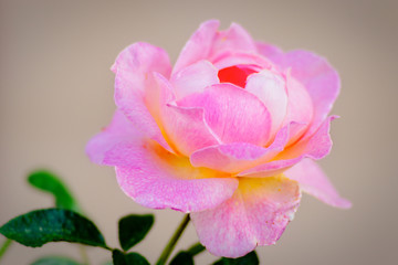 Pink rose flower on a rosebush in the garden. The beauty of the summer season. Floral décor or background for your project.