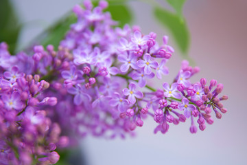 Obraz premium A branch of blossoming lilac (syringa) flowers. Lilac background. Lilac closeup. 