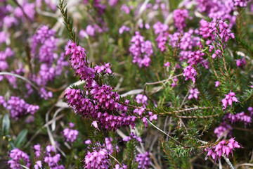 Obraz premium Erica carnea, Scjmeeheide