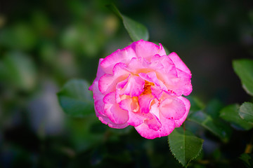 Pink rose flower on a rosebush in the garden. The beauty of the summer season. Floral d&eacute;cor or background for your project.