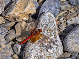Dragonfly on stone, An al Thowara, are a holiday resort, Oman