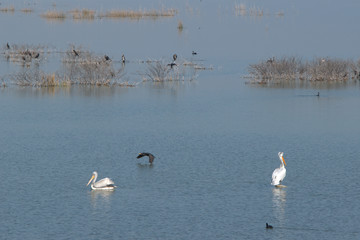 Lake Karla , Greece , wild flora and fauna, in a protected ecological environment