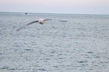 Naklejka premium Free flying seagull on the beach