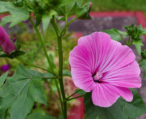 Clematis