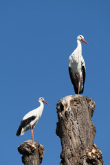 Storks building their nest in late winter, Rapperswil-Jona, Sankt Gallen, Switzerland