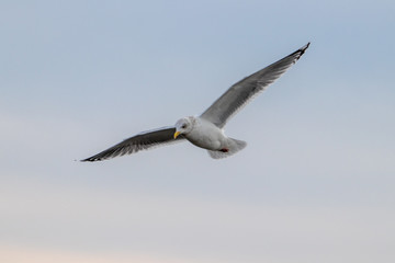 Free flying seagull on the beach
