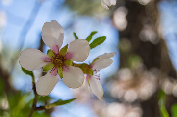 Fototapeta na wymiar almond blossom closeup view with blur background