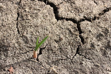 Green sprout of garlic in the garden in early spring