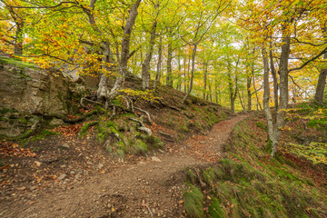 Scenic view of a beech wood in spring