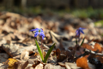 Blue snowdrops blossom spring flowers nature macro