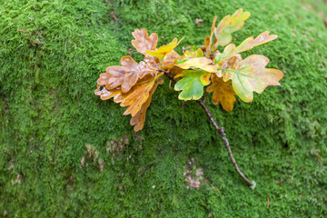 yellow leaves on green moss, selective focus