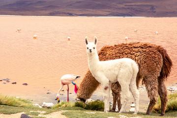 baby llama © Roma