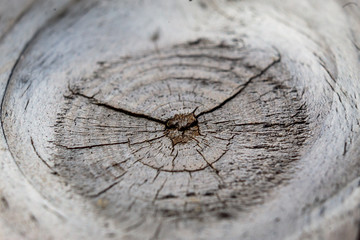 Macro shot of wood knot