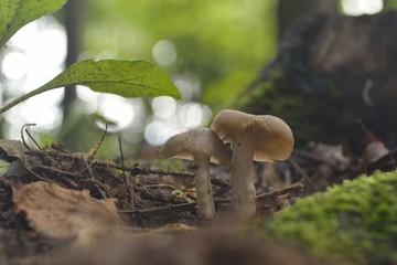 Picking mushrooms in the forest