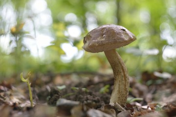 Picking mushrooms in the forest