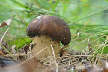 Picking mushrooms in the forest