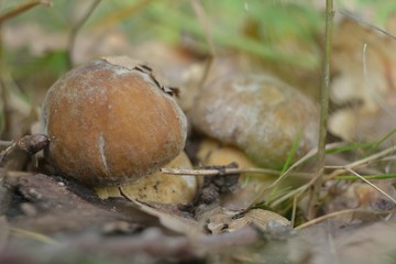 Picking mushrooms in the forest