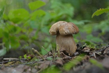 Picking mushrooms in the forest
