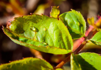 Macro shot of water bead on leaf