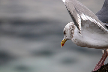 Free flying seagull on the beach