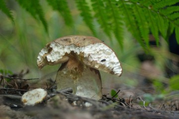 Picking mushrooms in the forest