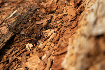 Tree shredded chips macro close up wooden texture