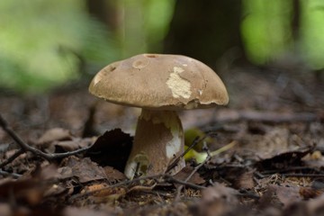 Picking mushrooms in the forest