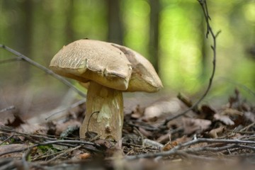 Picking mushrooms in the forest