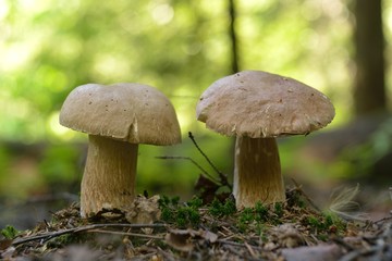 Picking mushrooms in the forest