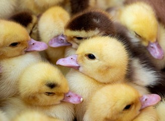 Close up of day old ducklings