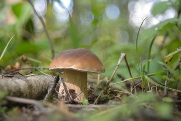 Picking mushrooms in the forest