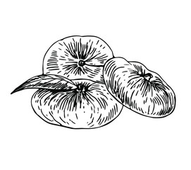 Flat peaches with leaf in line art style.