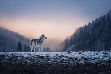 Der Ruf der Wildnis