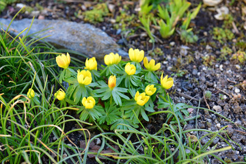 Bunch of yellow winter aconite (latin Eranthis hyemalis) in rock garden in our garden.   Focus is on the center of the photo.