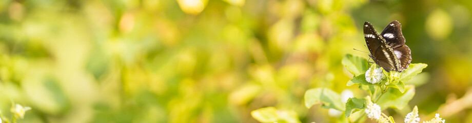 Nature view of beautiful butterfly on green blurred background in garden with copy space using as background insect, natural landscape, ecology, fresh cover page concept.