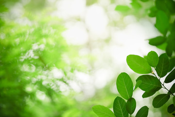 Fototapeta na wymiar Close up of beautiful nature view green leaf on blurred greenery background under sunlight with bokeh and copy space using as background natural plants landscape, ecology wallpaper concept.