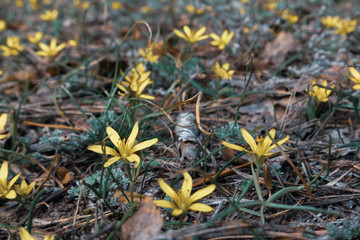 Yellow small blossom spring flowers nature macro