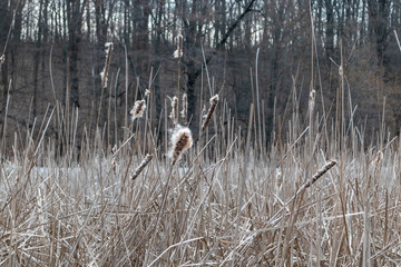 Dry fluffy water reeds grass early spring cold sunny day light grey steel colors pond lake foliage