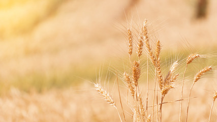 Golden golden barley shoots blurred background waiting for harvest