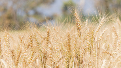 Fototapeta premium Jęczmień szary niewyraźne tło piękne ogrody na polach