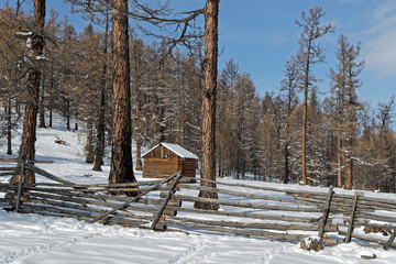 Forest landscape of the North of Mongolia